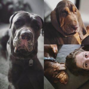 Felicia Spencer Instagram - 🧡Just a reminder how cute my dogs are. Fluffy (cane corso) and Hermione (belgian bloodhound, 3 months old🍼). Have a good night! 😁👊🏼
... ... ... 
#canecorso #bloodhound #dogsofinstagram #mastiffsofinstagram