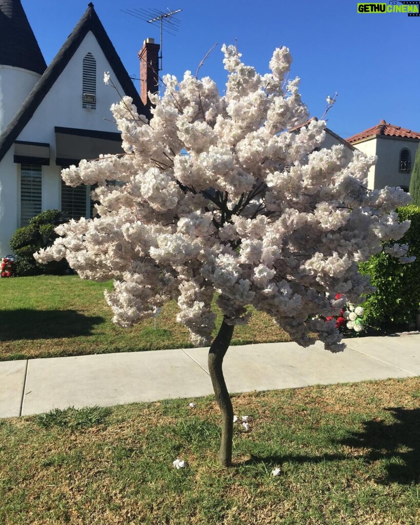 Fiona Gubelmann Instagram - From my first day on set to now my last. The journey has been life changing. I’ve loved every minute of it. Thank you to everyone involved in The Good Doctor for everything 🩷 Photos 1. First day on set 2. First episode script 3. First time in scrubs 4. Audition breakdown 5. Beautiful tree I saw on my walk towards the audition @thegooddoctorabc #thegooddoctor #parnick