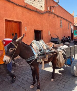 Francesca Valtorta Instagram - Due povere pazze vestite come se fossero a Saint Tropez si aggirano per Marrakech 💙💚
Resoconto della prima giornata.
@edvige_l 

#travel #happiness #friends #marrakech #francescavaltorta