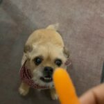 Franchesca Ramsey Instagram - I wish I loved anything half as much as @onlyyflex loves carrots 😂😍🥕