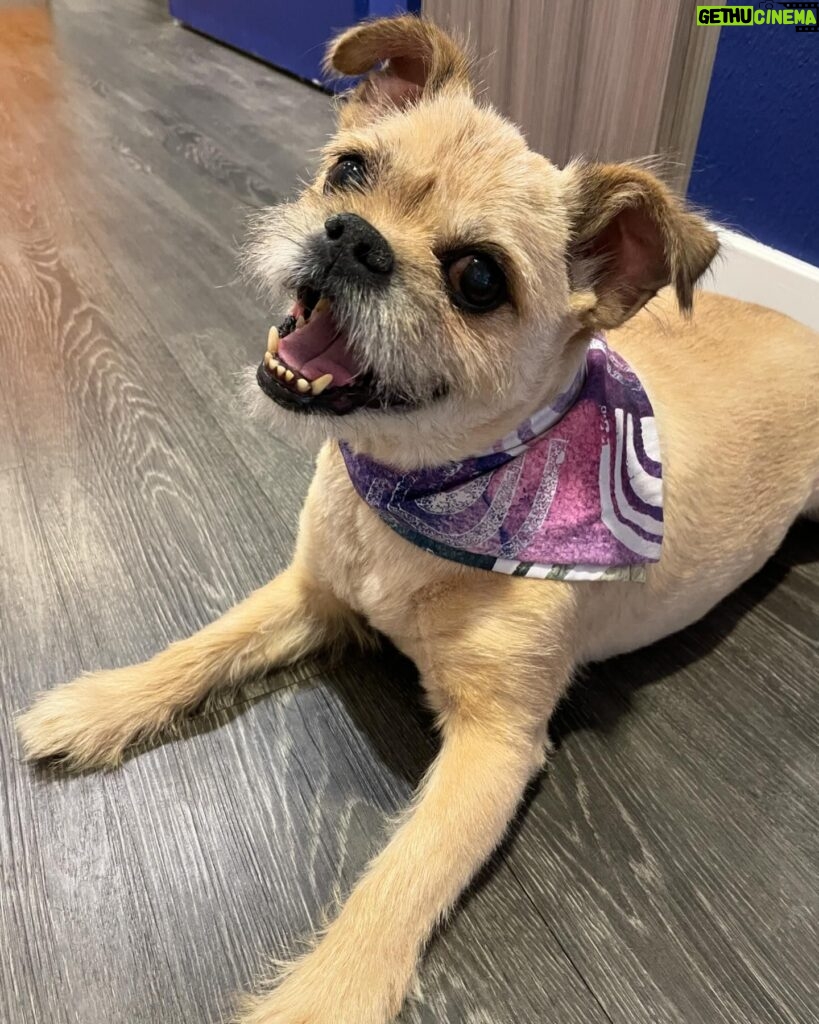 Franchesca Ramsey Instagram - This month marks FOUR years with my man @onlyyflex!! This pup makes me smile every day, I truly couldn’t imagine life without him 🥰😭 And to celebrate our anniversary I designed Flex his very own “flexin’ watercolor bandana!” And now you can purchase one for your pup via my brand new online shop!! Not only does this gorgeous bandana feature my handmade arch print, it can also be folded in multiple ways to display either pink/purple or green/blue!! Hit the link in my bio or visit ➡️ shop.franchesca.net ⬅️to order one for your fur baby!! More merch coming soooon! 🐾💕✨