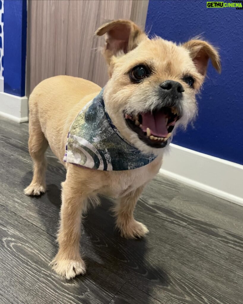 Franchesca Ramsey Instagram - This month marks FOUR years with my man @onlyyflex!! This pup makes me smile every day, I truly couldn’t imagine life without him 🥰😭 And to celebrate our anniversary I designed Flex his very own “flexin’ watercolor bandana!” And now you can purchase one for your pup via my brand new online shop!! Not only does this gorgeous bandana feature my handmade arch print, it can also be folded in multiple ways to display either pink/purple or green/blue!! Hit the link in my bio or visit ➡️ shop.franchesca.net ⬅️to order one for your fur baby!! More merch coming soooon! 🐾💕✨