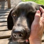 Francisca Gavilán Instagram - Rosa, hermosa perrita amada, llegaste en el momento mas oportuno de nuestras vidas hace 12 años, te fuiste en el momento menos esperado, pero llena de amor y acompañada de nosotros, gracias, gracias por todo 🌹fuiste una gran perra, compañera fiel de mis hijos y mía , del Vali también. Te echaremos mucho de menos, te amamos Rosa, La Rosa 🥹❤️❤️❤️‍🩹 Logramos ser buenas viejas amigas 💫✨♾️ Buen viaje Rosita……… Fotos de los niños Joaquín y Simón y mías.