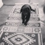 Francisca Gavilán Instagram - Rosa, hermosa perrita amada, llegaste en el momento mas oportuno de nuestras vidas hace 12 años, te fuiste en el momento menos esperado, pero llena de amor y acompañada de nosotros, gracias, gracias por todo 🌹fuiste una gran perra, compañera fiel de mis hijos y mía , del Vali también. Te echaremos mucho de menos, te amamos Rosa, La Rosa 🥹❤️❤️❤️‍🩹 Logramos ser buenas viejas amigas 💫✨♾️ Buen viaje Rosita……… Fotos de los niños Joaquín y Simón y mías.