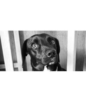 Francisca Gavilán Instagram - Rosa, hermosa perrita amada, llegaste en el momento mas oportuno de nuestras vidas hace 12 años, te fuiste en el momento menos esperado, pero llena de amor y acompañada de nosotros, gracias, gracias por todo 🌹fuiste una gran perra, compañera fiel de mis hijos y mía , del Vali también. Te echaremos mucho de menos, te amamos Rosa, La Rosa 🥹❤️❤️❤️‍🩹
Logramos ser buenas viejas amigas 💫✨♾️
Buen viaje Rosita………
Fotos de los niños Joaquín y Simón y mías.