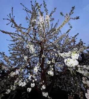 Franziska Knuppe Instagram - Spring Fashion 🌸✨🌳

#poolreinigungsqueen #kirschblüten #springfashion #frühling #cherrytree #enjoylife #everysecond
#lovehate