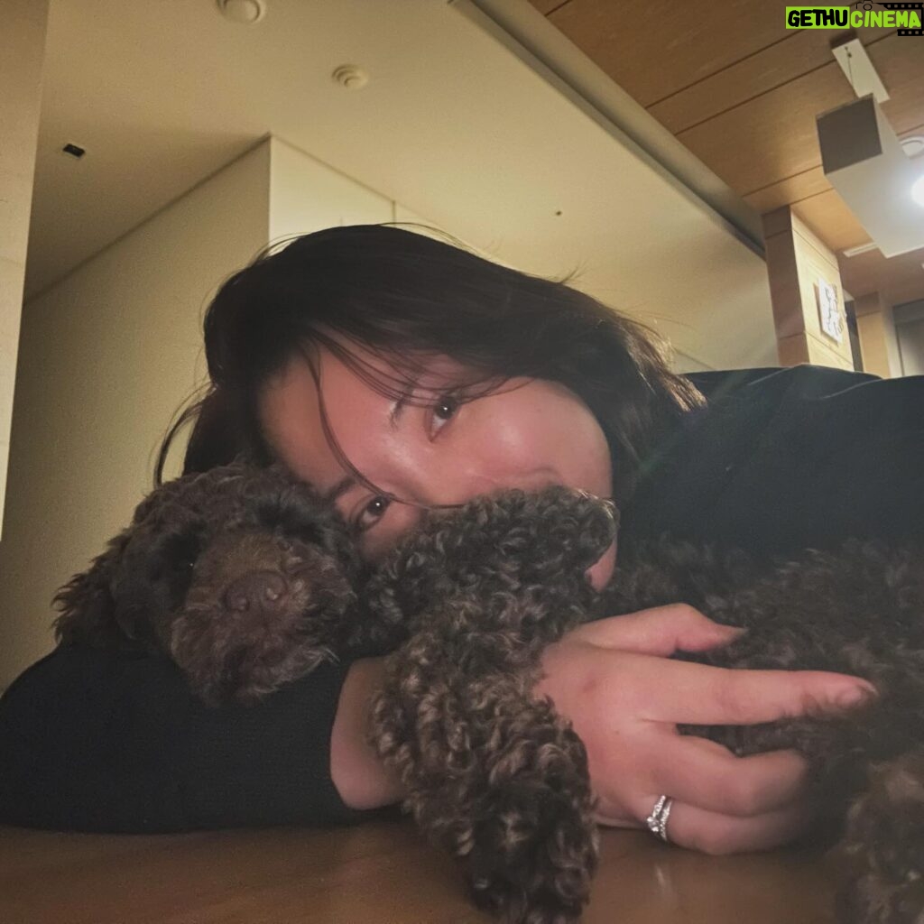 Gabee Instagram - AKA 착한강아지 포니🐴🫶 강아지를 입양하는것에 있어서 정말 많은 고민끝에 드디어 결심하였습니다🙌🏻 1월에 서울 동물복지 지원센터를 통해서 포니를 입양하게 되었는데요, 아직은 엄마(me) 밖에 모르는 엄마(me)껌딱지 포니랍니다🤭 처음 만났을때 마르고 조랑말 같아서 포니라고 이름짓게 되었어요. 입양스토리는 제 유튜브 ‘가비걸’에 브이로그로 올려놨어용✌️ 라치카 신년운세 콘텐츠도 같이 편집했으니까 재미있게 봐주세요☺️ 꺄! 해피 뉴이어 새해복 많이 받으시와요🧧 Gabeegal & #poneeboi