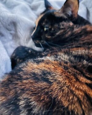 Gail Porter Instagram - Happy New Year all. As I’m still suffering with shingles… I thought I’d share a wee pic of Ziggy. She has not left my side since I started being unwell. Animals know. Have a gorgeous 2024. ❤️😻