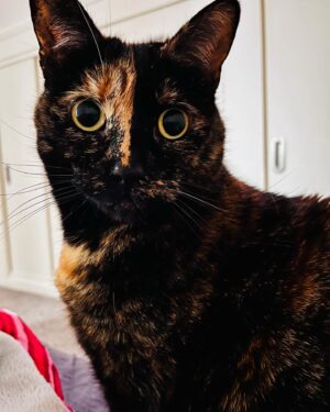 Gail Porter Instagram - 2am this morning…. 2am! Pawing at my nose and wanting a snack. Now she’s sleeping! It’s like having a toddler! Love her, but a nights sleep would be lovely!