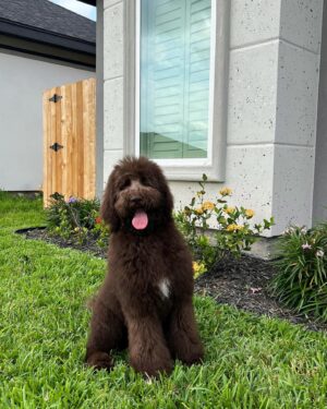 Geles Rodriguez Instagram - it’s his world I’m just living in it 🤎🐾
•
•
swipe left for the cutest surprise ☺️
