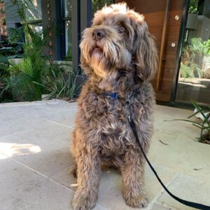 Georgie Gardner Instagram - Shedding the Covid curls in time for summer #beachbody #portuguesewaterdog #dogsofinstagram #doglover