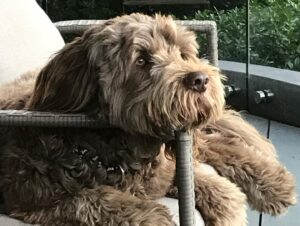 Georgie Gardner Instagram - Happy 6th Birthday to our beloved Wilbur who never fails to make us feel happy (except when he devours the cheese platter) #portuguesewaterdog