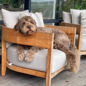 Georgie Gardner Instagram - Someone’s got a cheese hangover #cheesethief🧀 #portuguesewaterdog #Wilbur #dogsofinstagram