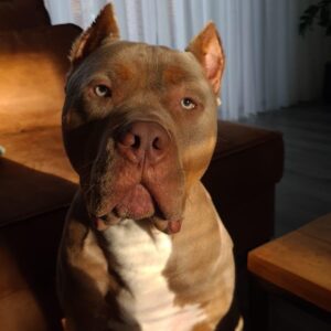 Germaine de Randamie Instagram - Happy birthday to the king in my life🥳🥳🥳🥳❤️❤️❤️❤️❤️ @gerrit121118 3 years old today. Up to many more amazing memories ❤️🙏🏻 love you my king #bullymom #bully #utrecht #netherlands #holland #doggymom @sam26692