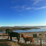 Gibi ASMR Instagram - Beautiful Iceland!! Just a few of my photos from Reykjavik :’) I traveled with my mom to get a tattoo representing her from @monika_malewska !! We had a few days of being able to enjoy the sights - the Golden Circle, with an amazing Tour from Thomas via EV Tours, 10/10 recommend, and even saw the northern lights! :’))) thinking of everyone in Iceland - when we visited they were monitoring for some severe volcanic activity in Grindavik, and it’s *still* under evaluation. It is truly a fascinating landscape - but I hope everyone stays well ❤️
