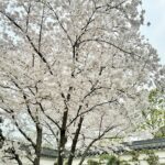 Gigi Lai Instagram – 如詩如畫的景色🏞️賞心悅目的花朵🌼🌸

#喜歡杭州 #杭州最美的季節 #太漂亮了 #spring #sharethelove #moment #nature #hangzhou #holiday