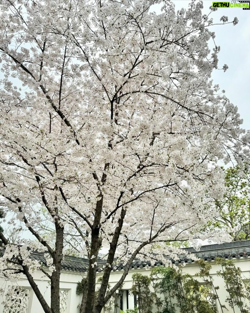 Gigi Lai Instagram - 如詩如畫的景色🏞️賞心悅目的花朵🌼🌸 #喜歡杭州 #杭州最美的季節 #太漂亮了 #spring #sharethelove #moment #nature #hangzhou #holiday