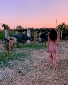 Gihan El Shamashergy Instagram - 🍃 🐄 🍃