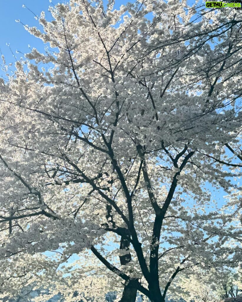 Gina Gershon Instagram - Early morning brisk walk with my sister and the cherry blossoms- is seemed so hopeful….….#spring #seestors #washingtonmonument 🌸🌸🌸🌸🌸
