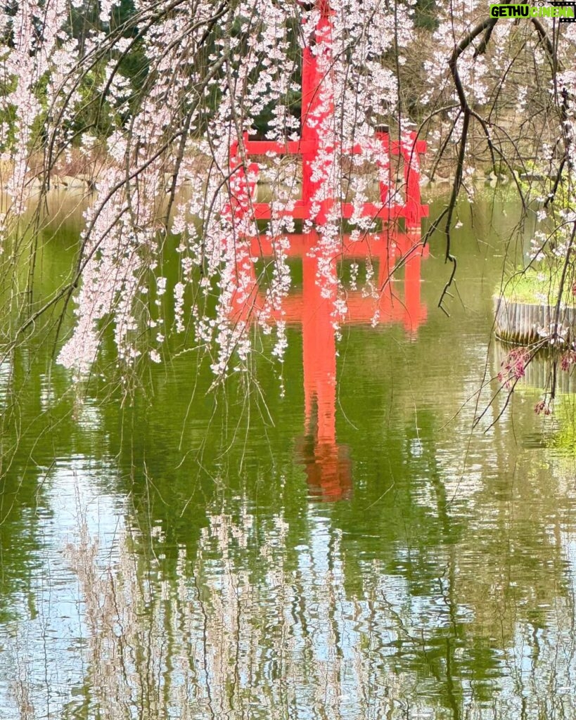 Gina Gershon Instagram - Cherry Blossoms! Its happening!!! You have a few weeks.. Go! It’ll make you feel good. Mother Nature . Nothing like it. 🌸🌸🌸🌸