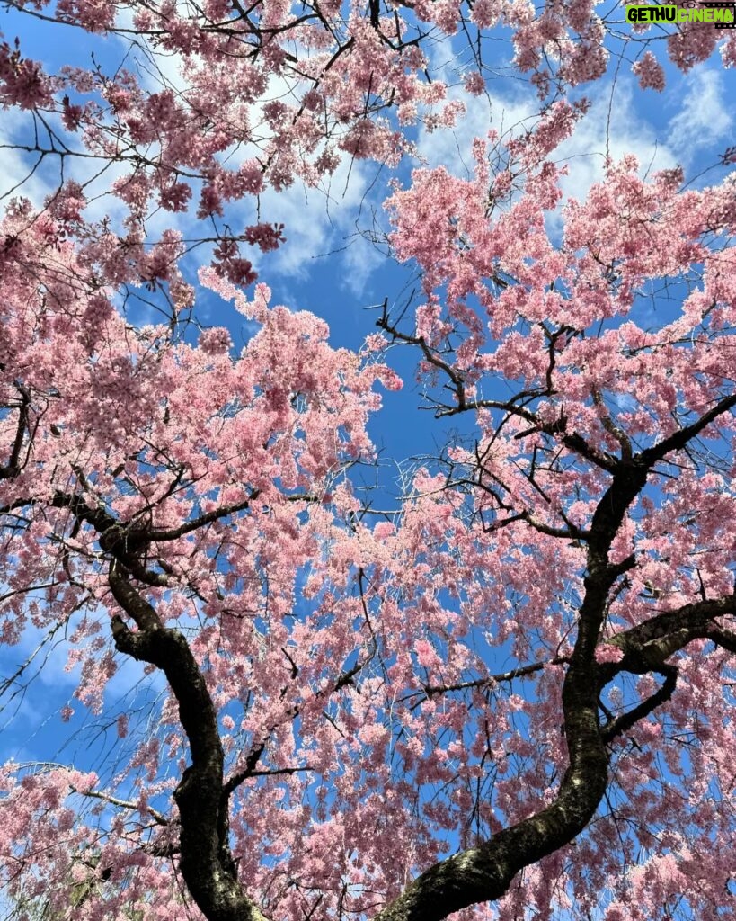 Gina Gershon Instagram - Cherry Blossoms! Its happening!!! You have a few weeks.. Go! It’ll make you feel good. Mother Nature . Nothing like it. 🌸🌸🌸🌸