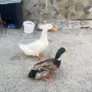 Gizem Ünsal Instagram - 🦆 Ördek mi kaz mı? 🪿