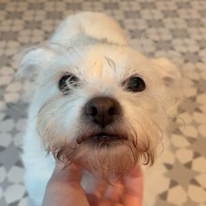 Grace Victoria Cox Instagram - **update- Grace is adopted!!!!** This is Grace, my foster girl! (Yes, we have the same name!!lol) Grace is perfect in EVERY way. She LOVES people, other dogs, long walkies, car rides, and cuddling. Grace is the sweetest girl in town. If you’re interested in adopting Grace or have any questions I would be so so so happy to tell you more about her! You can apply to adopt Grace at @wagsandwalks 💖🐾🐶