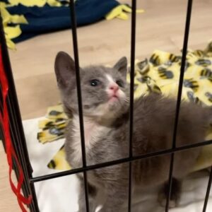 Grace Victoria Cox Instagram - *UPDATE: I ADOPTED THEM LOL*, Alice and Greta, are adoptable!!! These girls are the BEST cats on earth; no really- they are perfect❤️ To say I am obsessed with them would be a total understatement 🥹💕⭐️ Alice and Greta are the sweetest and most angelic kitties. More than anything, all that these girls want is to curl up in your lap and give you lots of hugs and kisses (yes, kisses!! They’ve learned a lot from my dog!!). We rescued Alice, Greta, and their brother from a city shelter 4 months ago when they were 10 days old— they were scheduled to be euthanized that same day!! 💔 (a lil side note: shelters do NOT want to euthanize animals, which is exactly why they ask rescues for help!!) As soon as I saw these kitties I knew that we had to save them (I want to save EVERYTHING lol- a mindset that I def absorbed from my rescue mentor @eerieofthecats !!) We found out during intake that these 3 were COVERED in ringworm (@wwhulk2 saw it immediately but ofc I didn’t want to believe him 🥲) The boy kitten didn’t end up making it. He was just too sick. He passed away a week later, but he knew LOTS of love in that time❤️ I knew that I would do anything I could to make sure that Alice and Greta pulled through…. And they did!!! 4 months later, Alice and Greta are HEALTHY, happy, AMAZING kittens that are SO ready for a forever home ❤️ They are the world’s MOST loving cats. Their adopter will be so unbelievably lucky to have them 🥳💕😻 The reason why I’m sharing this whole big thing is just to say… Alice and Greta’s story isn’t unique. Everything that these girls faced is super standard for orphaned kittens; ending up on the euthanasia list at a shelter, almost dying from being so sick… this is the story of almost every cat you’ll meet at a shelter or rescue! And they all deserve to be saved!! And deserve to find loving, forever homes ❤️❤️❤️ If you’d like to support this type of lifesaving work, the BEST thing that you can do is ALWAYS adopt your animals (never shop!), foster animals, support groups that advocate for animal welfare, and volunteer with your local animal shelters and rescues ❤️💕  and PLEASE let me know if you’d like to adopt Alice and Greta!!!!! 💕💕💕