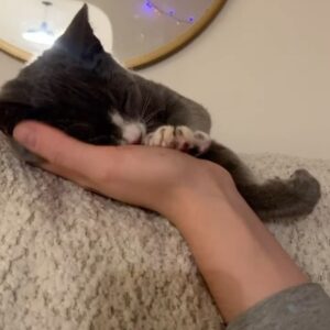 Grace Victoria Cox Instagram - *UPDATE: I ADOPTED THEM LOL*, Alice and Greta, are adoptable!!! These girls are the BEST cats on earth; no really- they are perfect❤️ To say I am obsessed with them would be a total understatement 🥹💕⭐️ Alice and Greta are the sweetest and most angelic kitties. More than anything, all that these girls want is to curl up in your lap and give you lots of hugs and kisses (yes, kisses!! They’ve learned a lot from my dog!!). We rescued Alice, Greta, and their brother from a city shelter 4 months ago when they were 10 days old— they were scheduled to be euthanized that same day!! 💔 (a lil side note: shelters do NOT want to euthanize animals, which is exactly why they ask rescues for help!!) As soon as I saw these kitties I knew that we had to save them (I want to save EVERYTHING lol- a mindset that I def absorbed from my rescue mentor @eerieofthecats !!) We found out during intake that these 3 were COVERED in ringworm (@wwhulk2 saw it immediately but ofc I didn’t want to believe him 🥲) The boy kitten didn’t end up making it. He was just too sick. He passed away a week later, but he knew LOTS of love in that time❤️ I knew that I would do anything I could to make sure that Alice and Greta pulled through…. And they did!!! 4 months later, Alice and Greta are HEALTHY, happy, AMAZING kittens that are SO ready for a forever home ❤️ They are the world’s MOST loving cats. Their adopter will be so unbelievably lucky to have them 🥳💕😻 The reason why I’m sharing this whole big thing is just to say… Alice and Greta’s story isn’t unique. Everything that these girls faced is super standard for orphaned kittens; ending up on the euthanasia list at a shelter, almost dying from being so sick… this is the story of almost every cat you’ll meet at a shelter or rescue! And they all deserve to be saved!! And deserve to find loving, forever homes ❤️❤️❤️ If you’d like to support this type of lifesaving work, the BEST thing that you can do is ALWAYS adopt your animals (never shop!), foster animals, support groups that advocate for animal welfare, and volunteer with your local animal shelters and rescues ❤️💕  and PLEASE let me know if you’d like to adopt Alice and Greta!!!!! 💕💕💕