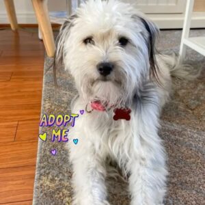 Grace Victoria Cox Instagram - *** update!!!! pup is adopted!!! ***** hi!!! this is my foster pup, CHICO💘He is a true angel. You can apply to adopt him through @dogswithoutborders. Chico is the sweetest little guy I’ve ever met. You would be SOOOO LUCKY to have him. 💓💓💓💓💓💓💓💓💓💓💓💓