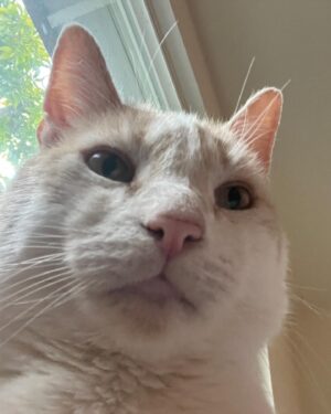 Grace Victoria Cox Instagram - Hi everyone!! This is my favorite cat in the entire world, Gizmo💖Gizmo and I are wondering why no one has applied to adopt him from @perrys_place_la yet 🥺?? Gizmo is the silliest, sweetest, most curious, and loving kitty. The only place he wants to be is with YOU❤️ He’ll always curl up next to you or take a nap by your feet, and will follow you from room to room just so he can be near you 🥹 He loves to explore (he’ll climb into every cabinet) and still plays like he’s a kitten (will literally chase your feet) even though he’s 10 years old, but his favorite thing ever is to make air biscuits while you scratch his head 👼 He is a perfect, quirky baby boy. You can hear him purring SO loudly in almost every video because he’s literally always SO over the moon happy to get to spend time with someone❤️ I hope that Gizmo finds his forever person soon!!! I know that he’ll be the best friend you’ve ever had. He literally PERSONALLY told me that he promises to love you more than anything and be the best boy ❤️🐈 If you have any questions about Gizmo please ask me anything (I adore him and could talk about him for hours tbh)!! If you’d like to apply to adopt Gizmo, please send an email to adoptions@heavenlypets.org or you can find an adoption application at heavenlypets.org ⭐️ if you can’t adopt Gizmo but want to help him find a home, please feel free to share this post so we can work together to find him his perfect person!! 🥰