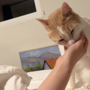 Grace Victoria Cox Instagram - Hi everyone!! This is my favorite cat in the entire world, Gizmo💖Gizmo and I are wondering why no one has applied to adopt him from @perrys_place_la yet 🥺?? Gizmo is the silliest, sweetest, most curious, and loving kitty. The only place he wants to be is with YOU❤️ He’ll always curl up next to you or take a nap by your feet, and will follow you from room to room just so he can be near you 🥹 He loves to explore (he’ll climb into every cabinet) and still plays like he’s a kitten (will literally chase your feet) even though he’s 10 years old, but his favorite thing ever is to make air biscuits while you scratch his head 👼 He is a perfect, quirky baby boy. You can hear him purring SO loudly in almost every video because he’s literally always SO over the moon happy to get to spend time with someone❤️ I hope that Gizmo finds his forever person soon!!! I know that he’ll be the best friend you’ve ever had. He literally PERSONALLY told me that he promises to love you more than anything and be the best boy ❤️🐈 If you have any questions about Gizmo please ask me anything (I adore him and could talk about him for hours tbh)!! If you’d like to apply to adopt Gizmo, please send an email to adoptions@heavenlypets.org or you can find an adoption application at heavenlypets.org ⭐️ if you can’t adopt Gizmo but want to help him find a home, please feel free to share this post so we can work together to find him his perfect person!! 🥰
