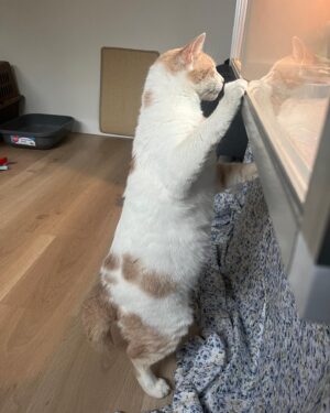 Grace Victoria Cox Instagram - Hi everyone!! This is my favorite cat in the entire world, Gizmo💖Gizmo and I are wondering why no one has applied to adopt him from @perrys_place_la yet 🥺?? Gizmo is the silliest, sweetest, most curious, and loving kitty. The only place he wants to be is with YOU❤️ He’ll always curl up next to you or take a nap by your feet, and will follow you from room to room just so he can be near you 🥹 He loves to explore (he’ll climb into every cabinet) and still plays like he’s a kitten (will literally chase your feet) even though he’s 10 years old, but his favorite thing ever is to make air biscuits while you scratch his head 👼 He is a perfect, quirky baby boy. You can hear him purring SO loudly in almost every video because he’s literally always SO over the moon happy to get to spend time with someone❤️ I hope that Gizmo finds his forever person soon!!! I know that he’ll be the best friend you’ve ever had. He literally PERSONALLY told me that he promises to love you more than anything and be the best boy ❤️🐈 If you have any questions about Gizmo please ask me anything (I adore him and could talk about him for hours tbh)!! If you’d like to apply to adopt Gizmo, please send an email to adoptions@heavenlypets.org or you can find an adoption application at heavenlypets.org ⭐️ if you can’t adopt Gizmo but want to help him find a home, please feel free to share this post so we can work together to find him his perfect person!! 🥰