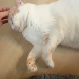 Grace Victoria Cox Instagram - Hi everyone!! This is my favorite cat in the entire world, Gizmo💖Gizmo and I are wondering why no one has applied to adopt him from @perrys_place_la yet 🥺?? Gizmo is the silliest, sweetest, most curious, and loving kitty. The only place he wants to be is with YOU❤️ He’ll always curl up next to you or take a nap by your feet, and will follow you from room to room just so he can be near you 🥹 He loves to explore (he’ll climb into every cabinet) and still plays like he’s a kitten (will literally chase your feet) even though he’s 10 years old, but his favorite thing ever is to make air biscuits while you scratch his head 👼 He is a perfect, quirky baby boy. You can hear him purring SO loudly in almost every video because he’s literally always SO over the moon happy to get to spend time with someone❤️ I hope that Gizmo finds his forever person soon!!! I know that he’ll be the best friend you’ve ever had. He literally PERSONALLY told me that he promises to love you more than anything and be the best boy ❤️🐈 If you have any questions about Gizmo please ask me anything (I adore him and could talk about him for hours tbh)!! If you’d like to apply to adopt Gizmo, please send an email to adoptions@heavenlypets.org or you can find an adoption application at heavenlypets.org ⭐️ if you can’t adopt Gizmo but want to help him find a home, please feel free to share this post so we can work together to find him his perfect person!! 🥰