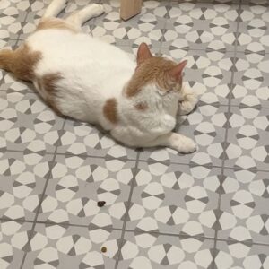 Grace Victoria Cox Instagram - Hi everyone!! This is my favorite cat in the entire world, Gizmo💖Gizmo and I are wondering why no one has applied to adopt him from @perrys_place_la yet 🥺?? Gizmo is the silliest, sweetest, most curious, and loving kitty. The only place he wants to be is with YOU❤️ He’ll always curl up next to you or take a nap by your feet, and will follow you from room to room just so he can be near you 🥹 He loves to explore (he’ll climb into every cabinet) and still plays like he’s a kitten (will literally chase your feet) even though he’s 10 years old, but his favorite thing ever is to make air biscuits while you scratch his head 👼 He is a perfect, quirky baby boy. You can hear him purring SO loudly in almost every video because he’s literally always SO over the moon happy to get to spend time with someone❤️ I hope that Gizmo finds his forever person soon!!! I know that he’ll be the best friend you’ve ever had. He literally PERSONALLY told me that he promises to love you more than anything and be the best boy ❤️🐈 If you have any questions about Gizmo please ask me anything (I adore him and could talk about him for hours tbh)!! If you’d like to apply to adopt Gizmo, please send an email to adoptions@heavenlypets.org or you can find an adoption application at heavenlypets.org ⭐️ if you can’t adopt Gizmo but want to help him find a home, please feel free to share this post so we can work together to find him his perfect person!! 🥰