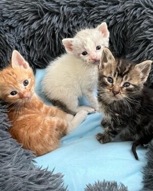 Grace Victoria Cox Instagram - Hi!!!!! My life lately has looked like this!!! Does anyone want a kitten??? 👼 @perrys_place_la