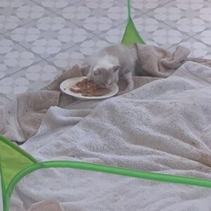 Grace Victoria Cox Instagram - Hi!!!!! My life lately has looked like this!!! Does anyone want a kitten??? 👼 @perrys_place_la