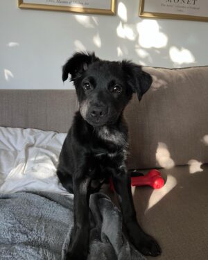 Grace Victoria Cox Instagram - Update: echo is adopted!!! My perfect(!!!) foster girly, Echo, is available for adoption through @wagsandwalks! Echo is around 9 weeks old and is already 22 pounds!! She’s listed as a lab mix and I’m thinking she’s going to be a VERY big girl! ❤️❤️ Echo is SO special. She’s the sweetest puppy you’ll ever meet. She loves being cuddled, carried, and acting like your little shadow!!!Echo adores ALL people and other dogs- her fav activities are romping around with my dog, playing with all of her toys, and curling up for a nap next to her people 💖💖💖 If you’re looking for a new best friend, you can submit an application to adopt Echo on the Wags and Walks website! If you have any questions about Echo please let me know and I would be so happy to tell you more about her!! ❣️