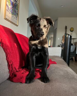 Grace Victoria Cox Instagram - Update: echo is adopted!!! My perfect(!!!) foster girly, Echo, is available for adoption through @wagsandwalks! Echo is around 9 weeks old and is already 22 pounds!! She’s listed as a lab mix and I’m thinking she’s going to be a VERY big girl! ❤️❤️ Echo is SO special. She’s the sweetest puppy you’ll ever meet. She loves being cuddled, carried, and acting like your little shadow!!!Echo adores ALL people and other dogs- her fav activities are romping around with my dog, playing with all of her toys, and curling up for a nap next to her people 💖💖💖 If you’re looking for a new best friend, you can submit an application to adopt Echo on the Wags and Walks website! If you have any questions about Echo please let me know and I would be so happy to tell you more about her!! ❣️