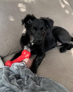 Grace Victoria Cox Instagram - Update: echo is adopted!!! My perfect(!!!) foster girly, Echo, is available for adoption through @wagsandwalks! Echo is around 9 weeks old and is already 22 pounds!! She’s listed as a lab mix and I’m thinking she’s going to be a VERY big girl! ❤️❤️ Echo is SO special. She’s the sweetest puppy you’ll ever meet. She loves being cuddled, carried, and acting like your little shadow!!!Echo adores ALL people and other dogs- her fav activities are romping around with my dog, playing with all of her toys, and curling up for a nap next to her people 💖💖💖 If you’re looking for a new best friend, you can submit an application to adopt Echo on the Wags and Walks website! If you have any questions about Echo please let me know and I would be so happy to tell you more about her!! ❣️