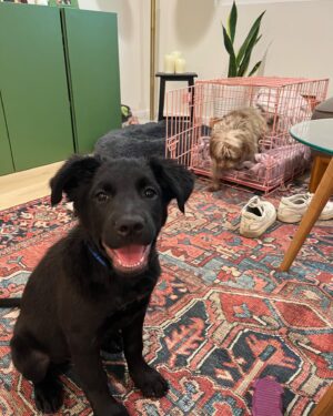 Grace Victoria Cox Instagram - Update: echo is adopted!!! My perfect(!!!) foster girly, Echo, is available for adoption through @wagsandwalks! Echo is around 9 weeks old and is already 22 pounds!! She’s listed as a lab mix and I’m thinking she’s going to be a VERY big girl! ❤️❤️ Echo is SO special. She’s the sweetest puppy you’ll ever meet. She loves being cuddled, carried, and acting like your little shadow!!!Echo adores ALL people and other dogs- her fav activities are romping around with my dog, playing with all of her toys, and curling up for a nap next to her people 💖💖💖 If you’re looking for a new best friend, you can submit an application to adopt Echo on the Wags and Walks website! If you have any questions about Echo please let me know and I would be so happy to tell you more about her!! ❣️
