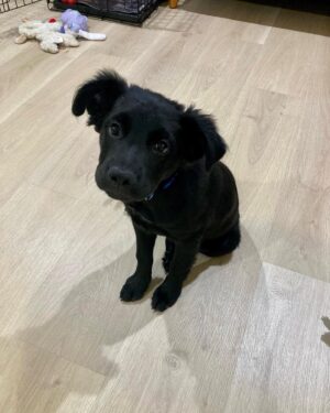 Grace Victoria Cox Instagram - Update: echo is adopted!!! My perfect(!!!) foster girly, Echo, is available for adoption through @wagsandwalks! Echo is around 9 weeks old and is already 22 pounds!! She’s listed as a lab mix and I’m thinking she’s going to be a VERY big girl! ❤️❤️ Echo is SO special. She’s the sweetest puppy you’ll ever meet. She loves being cuddled, carried, and acting like your little shadow!!!Echo adores ALL people and other dogs- her fav activities are romping around with my dog, playing with all of her toys, and curling up for a nap next to her people 💖💖💖 If you’re looking for a new best friend, you can submit an application to adopt Echo on the Wags and Walks website! If you have any questions about Echo please let me know and I would be so happy to tell you more about her!! ❣️