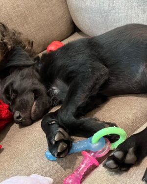 Grace Victoria Cox Instagram - Update: echo is adopted!!! My perfect(!!!) foster girly, Echo, is available for adoption through @wagsandwalks! Echo is around 9 weeks old and is already 22 pounds!! She’s listed as a lab mix and I’m thinking she’s going to be a VERY big girl! ❤️❤️ Echo is SO special. She’s the sweetest puppy you’ll ever meet. She loves being cuddled, carried, and acting like your little shadow!!!Echo adores ALL people and other dogs- her fav activities are romping around with my dog, playing with all of her toys, and curling up for a nap next to her people 💖💖💖 If you’re looking for a new best friend, you can submit an application to adopt Echo on the Wags and Walks website! If you have any questions about Echo please let me know and I would be so happy to tell you more about her!! ❣️