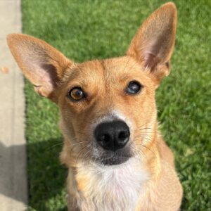Grace Victoria Cox Instagram - * update !! Yoda is adopted! :) * Mama Yoda will be available for adoption SOON!! through @tobiessmalldogrescue! I know I say this about every foster I’ve ever had but….. this time I really REALLY mean it when I tell you that Yoda is the MOST special dog of all time. She loves everyone!!! She literally cries on walks when she doesn’t get to say hi to everybody that she sees!! Yoda is a total angel with other dogs (even my crazy girl violet likes her!!) and kids! All this girl wants to do is cuddle up next to you and nap. One of Yoda’s legs is extra cute and smaller than the rest, but she has no problem hopping around with you!! Hikes and long walks aren’t for her but couch potato dogs are a dream. Yoda doesn’t really understand playing but I think as she feels more comfortable in her environment and with another dog around to teach her she could get the hang of it?? But to be totally honest with you she is already PERFECT exactly as she is ❤️❤️❤️ Yoda has SOOOOOO much LOVE to give. If you’re looking for a new best friend she is 100% your girl!!!