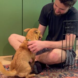 Grace Victoria Cox Instagram - * update !! Yoda is adopted! :) * Mama Yoda will be available for adoption SOON!! through @tobiessmalldogrescue! I know I say this about every foster I’ve ever had but….. this time I really REALLY mean it when I tell you that Yoda is the MOST special dog of all time. She loves everyone!!! She literally cries on walks when she doesn’t get to say hi to everybody that she sees!! Yoda is a total angel with other dogs (even my crazy girl violet likes her!!) and kids! All this girl wants to do is cuddle up next to you and nap. One of Yoda’s legs is extra cute and smaller than the rest, but she has no problem hopping around with you!! Hikes and long walks aren’t for her but couch potato dogs are a dream. Yoda doesn’t really understand playing but I think as she feels more comfortable in her environment and with another dog around to teach her she could get the hang of it?? But to be totally honest with you she is already PERFECT exactly as she is ❤️❤️❤️ Yoda has SOOOOOO much LOVE to give. If you’re looking for a new best friend she is 100% your girl!!!