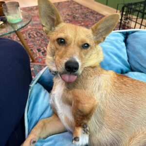 Grace Victoria Cox Instagram - * update !! Yoda is adopted! :) * Mama Yoda will be available for adoption SOON!! through @tobiessmalldogrescue! I know I say this about every foster I’ve ever had but….. this time I really REALLY mean it when I tell you that Yoda is the MOST special dog of all time. She loves everyone!!! She literally cries on walks when she doesn’t get to say hi to everybody that she sees!! Yoda is a total angel with other dogs (even my crazy girl violet likes her!!) and kids! All this girl wants to do is cuddle up next to you and nap. One of Yoda’s legs is extra cute and smaller than the rest, but she has no problem hopping around with you!! Hikes and long walks aren’t for her but couch potato dogs are a dream. Yoda doesn’t really understand playing but I think as she feels more comfortable in her environment and with another dog around to teach her she could get the hang of it?? But to be totally honest with you she is already PERFECT exactly as she is ❤️❤️❤️ Yoda has SOOOOOO much LOVE to give. If you’re looking for a new best friend she is 100% your girl!!!