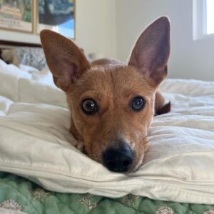 Grace Victoria Cox Instagram - * update !! Yoda is adopted! :) * Mama Yoda will be available for adoption SOON!! through @tobiessmalldogrescue! I know I say this about every foster I’ve ever had but….. this time I really REALLY mean it when I tell you that Yoda is the MOST special dog of all time. She loves everyone!!! She literally cries on walks when she doesn’t get to say hi to everybody that she sees!! Yoda is a total angel with other dogs (even my crazy girl violet likes her!!) and kids! All this girl wants to do is cuddle up next to you and nap. One of Yoda’s legs is extra cute and smaller than the rest, but she has no problem hopping around with you!! Hikes and long walks aren’t for her but couch potato dogs are a dream. Yoda doesn’t really understand playing but I think as she feels more comfortable in her environment and with another dog around to teach her she could get the hang of it?? But to be totally honest with you she is already PERFECT exactly as she is ❤️❤️❤️ Yoda has SOOOOOO much LOVE to give. If you’re looking for a new best friend she is 100% your girl!!!