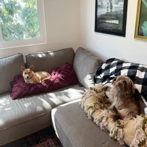Grace Victoria Cox Instagram - * update !! Yoda is adopted! :) * Mama Yoda will be available for adoption SOON!! through @tobiessmalldogrescue! I know I say this about every foster I’ve ever had but….. this time I really REALLY mean it when I tell you that Yoda is the MOST special dog of all time. She loves everyone!!! She literally cries on walks when she doesn’t get to say hi to everybody that she sees!! Yoda is a total angel with other dogs (even my crazy girl violet likes her!!) and kids! All this girl wants to do is cuddle up next to you and nap. One of Yoda’s legs is extra cute and smaller than the rest, but she has no problem hopping around with you!! Hikes and long walks aren’t for her but couch potato dogs are a dream. Yoda doesn’t really understand playing but I think as she feels more comfortable in her environment and with another dog around to teach her she could get the hang of it?? But to be totally honest with you she is already PERFECT exactly as she is ❤️❤️❤️ Yoda has SOOOOOO much LOVE to give. If you’re looking for a new best friend she is 100% your girl!!!