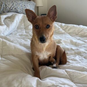 Grace Victoria Cox Instagram - * update !! Yoda is adopted! :) * Mama Yoda will be available for adoption SOON!! through @tobiessmalldogrescue! I know I say this about every foster I’ve ever had but….. this time I really REALLY mean it when I tell you that Yoda is the MOST special dog of all time. She loves everyone!!! She literally cries on walks when she doesn’t get to say hi to everybody that she sees!! Yoda is a total angel with other dogs (even my crazy girl violet likes her!!) and kids! All this girl wants to do is cuddle up next to you and nap. One of Yoda’s legs is extra cute and smaller than the rest, but she has no problem hopping around with you!! Hikes and long walks aren’t for her but couch potato dogs are a dream. Yoda doesn’t really understand playing but I think as she feels more comfortable in her environment and with another dog around to teach her she could get the hang of it?? But to be totally honest with you she is already PERFECT exactly as she is ❤️❤️❤️ Yoda has SOOOOOO much LOVE to give. If you’re looking for a new best friend she is 100% your girl!!!