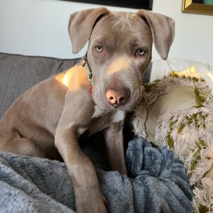 Grace Victoria Cox Instagram - 💓update - Zara is adopted!!!💓The cuddliest, CUTEST, number one baby EVER, ✨Zara✨, is available for adoption through @wagsandwalks and if you’re looking for a new bff she’s your girl!!! She is the MOST loving dog I’ve ever met 💗❤️💓💖 (and I’ve met a lot of dogs!!!) Zara is an 8 month old Weimaraner/pit mix. Her adopter will be the luckiest person ever! 🌸